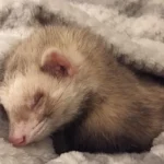 Are Ferrets Nocturnal