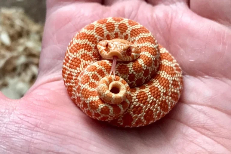 hognose snakes