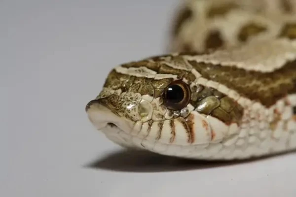 reptiles 