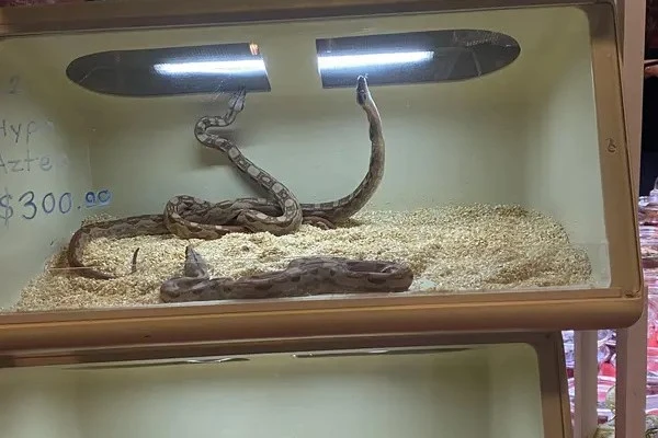 How-Long-Do-snakes-live-1