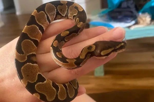 How-Long-Do-snakes-live-3.