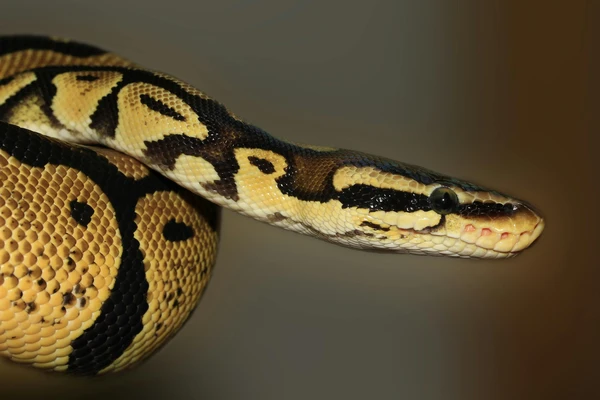 How-Long-Do-snakes-live-4