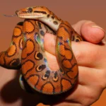 How long do pet snakes live