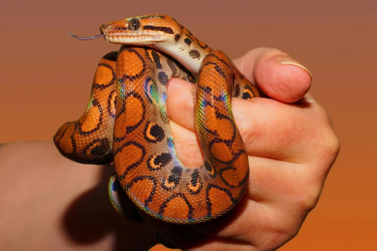How long do pet snakes live