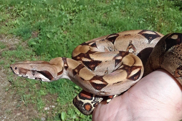 Snakes-6