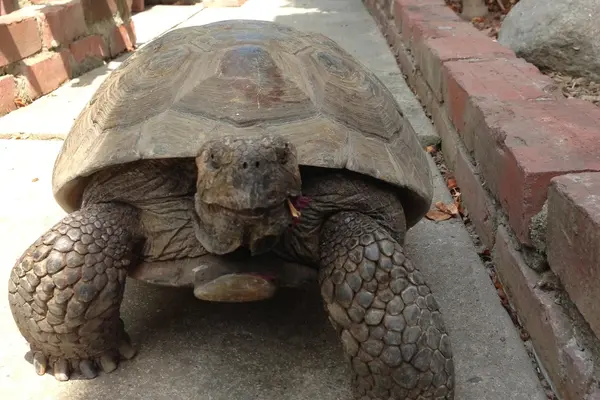 Turtle-eat-05