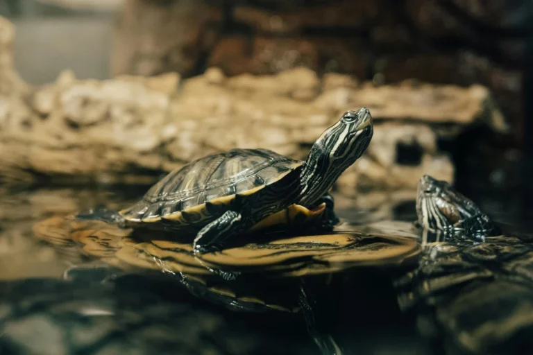 what do turtles eat