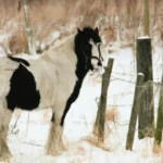 gypsy vanner horse breed