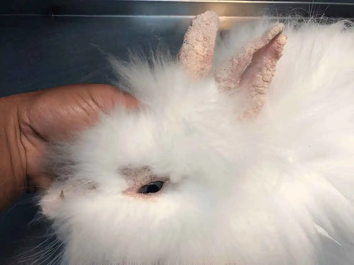 Ear-Infections-in-Rabbits.