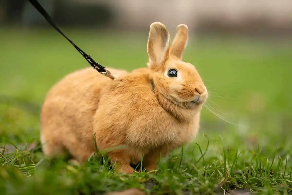 Obesity-in-Rabbits