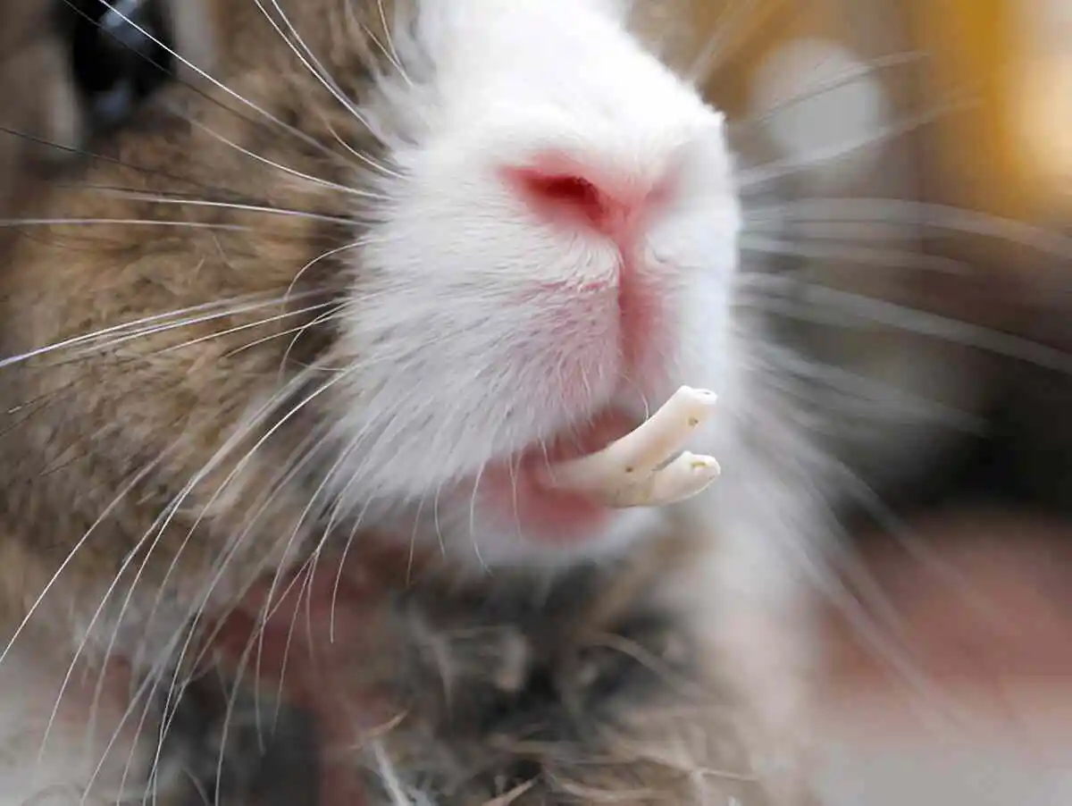 Rabbit-Dental-Problems.
