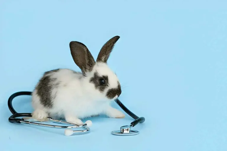 Rabbit-Health-Issues